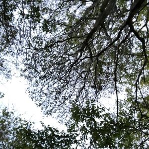 Meet your Posher, Belquis